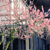 Photo by Taisho.