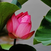 水上に咲く花