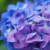 紫陽花集