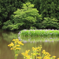 「自然に溶け込む」‐‐ゴリの感動した写真館