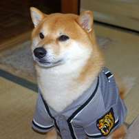 たいが君
