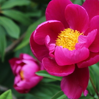 芍薬 3