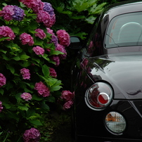 紫陽花とちっさなオープンカー