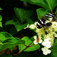 矢田寺の紫陽花