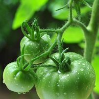 トマトの写真 画像 写真集 写真共有サイト Photohito