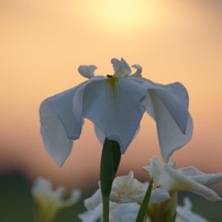 朝景　菖蒲