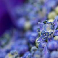 あじさい　~hydrangea~