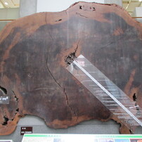 CANON(キヤノン)のデジタルカメラIXY 51S で撮影した写真(画像)一覧