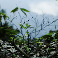 _IGP5203