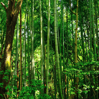 護摩堂山入り口