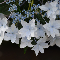 あじさい　墨田の花火