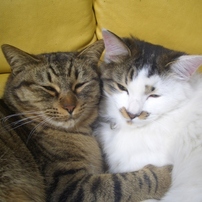 CASIO(カシオ)のデジタルカメラEXILIM ZOOM EX-Z57 で撮影した写真