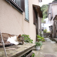 江ノ島猫016～流れる時間～