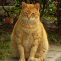 KONICA MINOLTA(コニカミノルタ)のデジタルカメラDiMAGE X21 で撮影