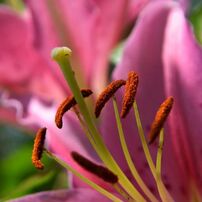 Flowers1