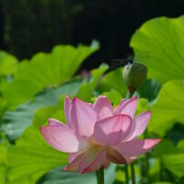 2012.07.10山鹿市ハス園