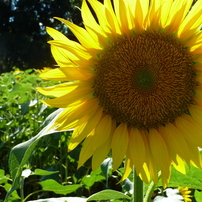 sunflower