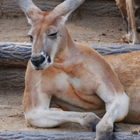 多摩動物公園