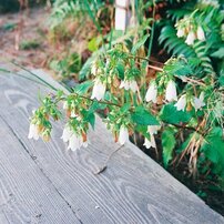 MINOLTA(ミノルタ)のフィルムカメラミノルタV2 で撮影した写真