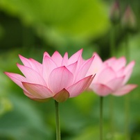 2012　古代蓮