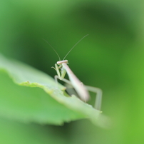 カマキリの写真 画像 写真集 写真共有サイト Photohito