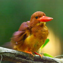 野山の鳥の写真 画像 写真集 写真共有サイト Photohito