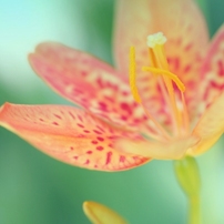 flower*