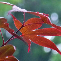 PANASONIC(パナソニック)のデジタルカメラLUMIX DMC-TZ20 で撮影