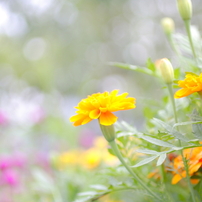 夏の花