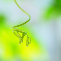 らせんの森