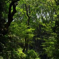 付属自然教育園 2012年7月29日
