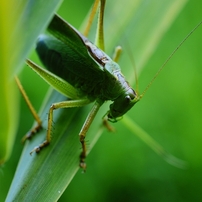 バッタの写真 画像 写真集 写真共有サイト Photohito