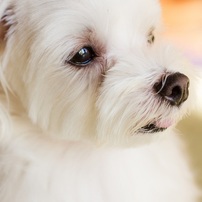 マルチーズの写真 画像 写真集 写真共有サイト Photohito