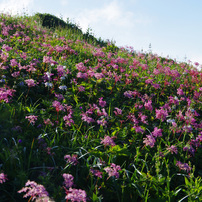 山の花　I