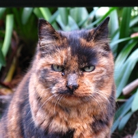 サビ猫の写真 画像 写真集 写真共有サイト Photohito