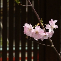 春景色