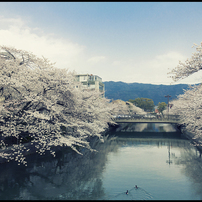 Kyoto Sakura - 2012
