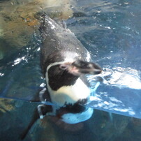 新江ノ島水族館