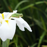 菖蒲の上のカエル