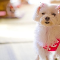 マルチーズの写真 画像 写真集 写真共有サイト Photohito