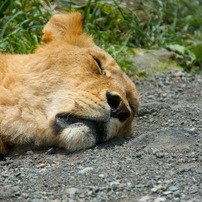 眠たくてごめんなさい