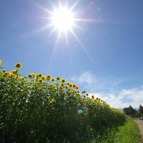 真夏のメモリーズ