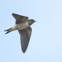 鳥の飛翔