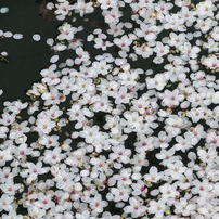 サクラの頃（弘前桜祭り）