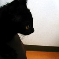 黒猫と過ごした夏