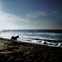 Dog Sea & Blue