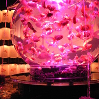 ART AQUARIUM 