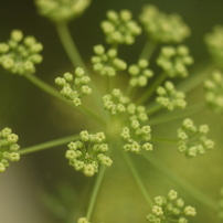 ニラの花