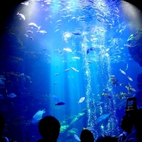 京都水族館