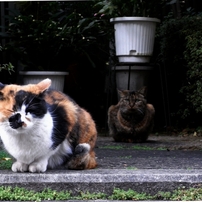 猫。